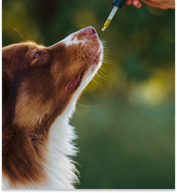 Animal Health